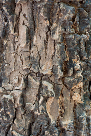 old tree textureの写真素材