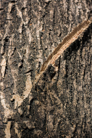 old tree textureの写真素材