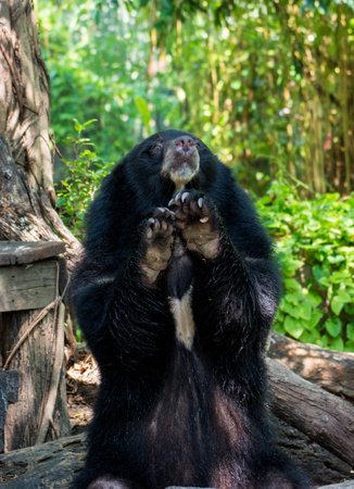 Sun bear in the forestの写真素材