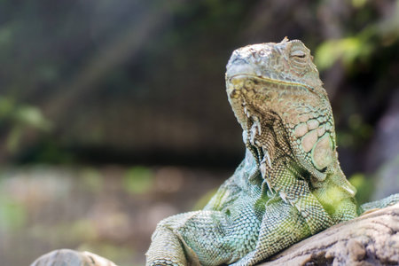 Green Iguana with blur nature backgroundの写真素材