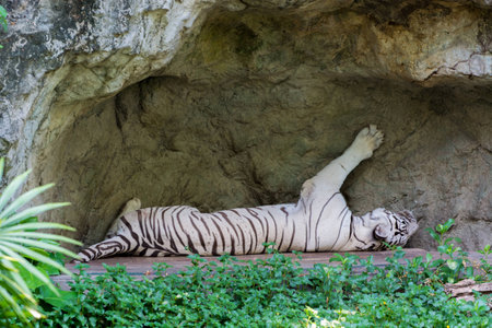 White tiger sleeping on the rockの写真素材