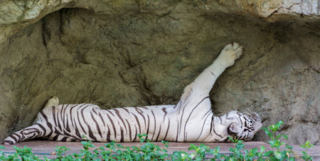White tiger sleeping on the rockの写真素材