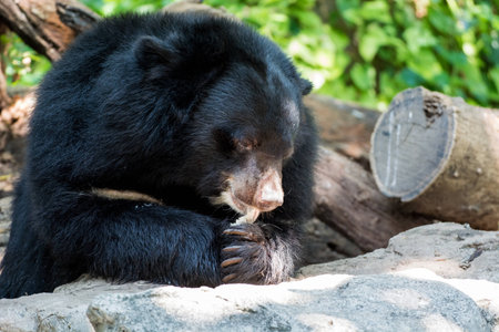 Sun bear in the forestの写真素材