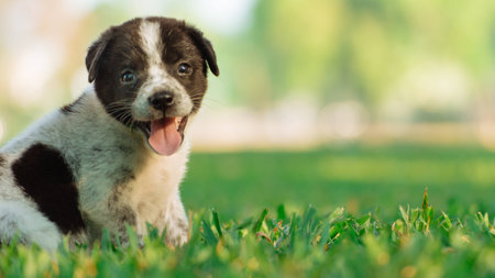 Happy puppy sit on grass with blur backgroundの写真素材