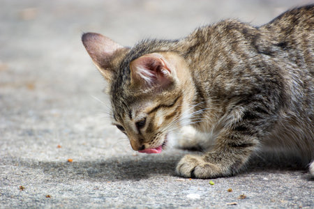 Kitten  eating food  on floor with blur backgroundの写真素材