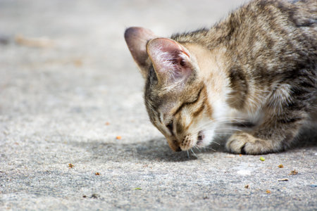 Kitten  eating food  on floor with blur backgroundの写真素材
