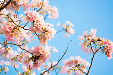 Pink trumpet tree with blue skyの写真素材