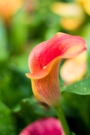 Colorful Spring flower with blur backgroundの写真素材