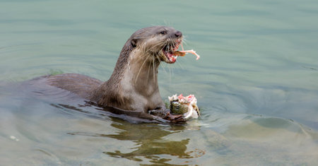 otter eating fish in the waterの写真素材