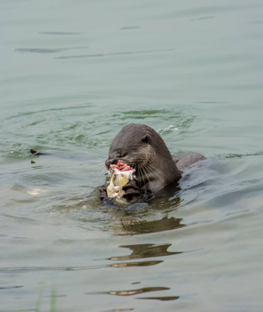 otter eating fish in the waterの写真素材