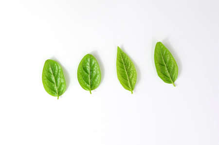 Green leaves on a white backgroundの写真素材