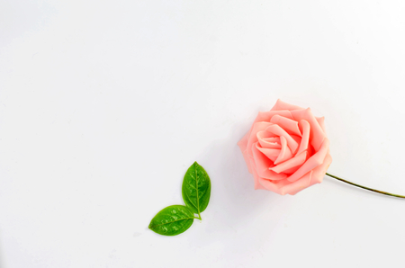 Roses and green leaves on white backgroundの写真素材