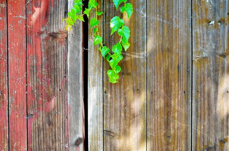 The green vine on the old boardの写真素材