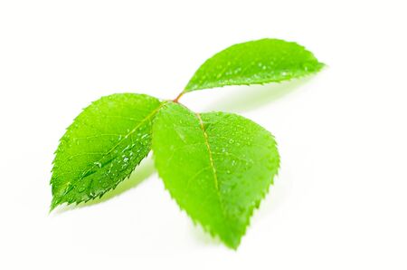 Green leafの写真素材