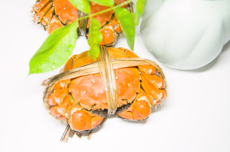 Hairy crabs close up viewの写真素材