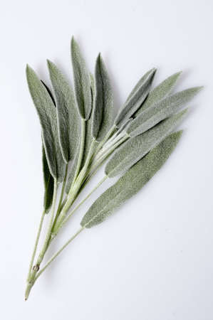 a small bunch of fresh sage on a white backgroundの写真素材