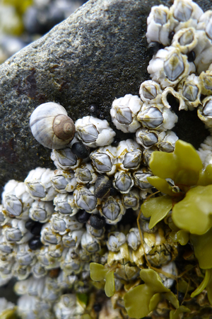 Macro world of Shantar islansの写真素材