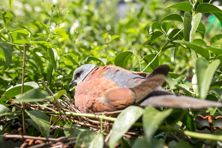Dove Birdの写真素材