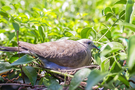 Dove Birdの写真素材