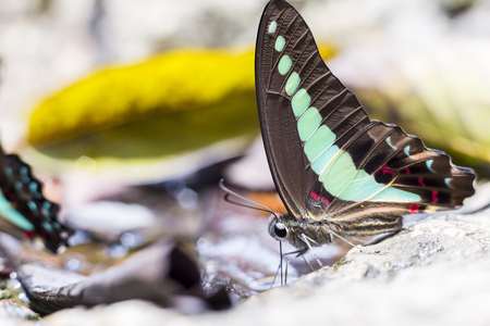 Butterfly in the nature - selective focus on the eye at one butterfly ,soft focusの写真素材
