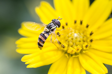 A bumble bee on a fresh, yellow sunflowerの写真素材
