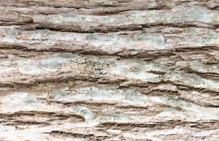 Tree wood texture