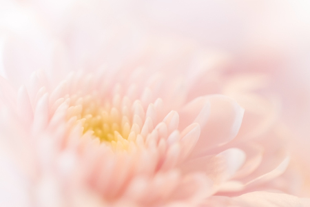 abstract flower background [ blur ]の写真素材