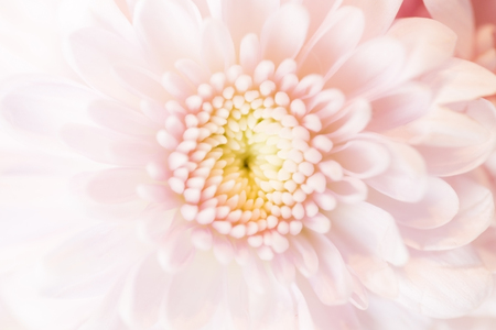 abstract flower background [ blur ]の写真素材
