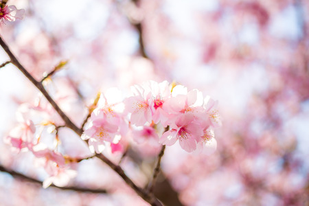 Sakura. Cherry Blossom in Springtime. Beautiful Pink Flowers - Soft focus