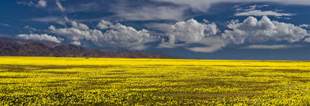 vast field of yellow flowers with a mountain range on the horizonの写真素材