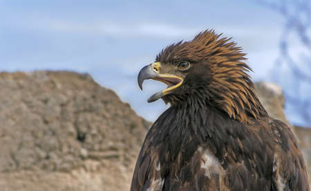 Eagle with open beak looks to the leftの写真素材