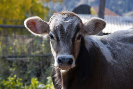 Calf looks straight into the cameraの写真素材