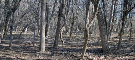 The trunks of trees in the woods in early springの写真素材