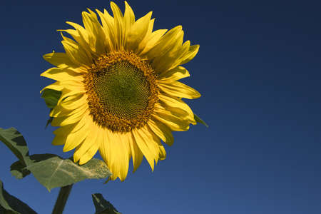 Sunflower flower against the deep blue skyの写真素材
