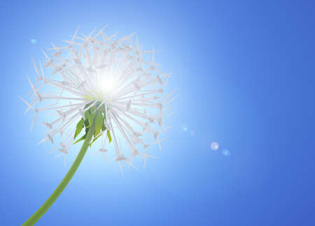 Dandelion flower symbolizes clean energyの写真素材