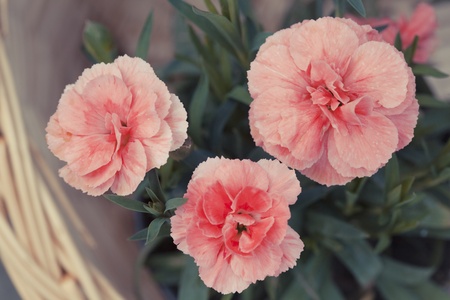 Flowersの写真素材