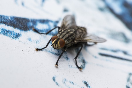 Macro picture of a small fly on printed paperの写真素材