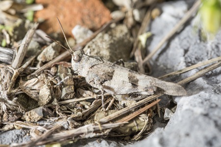 Macro picture of a cricket on natural ambientの写真素材