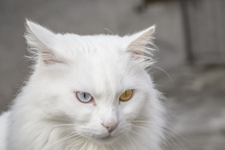 Portrait of a white persian cat with different color eyes.の写真素材