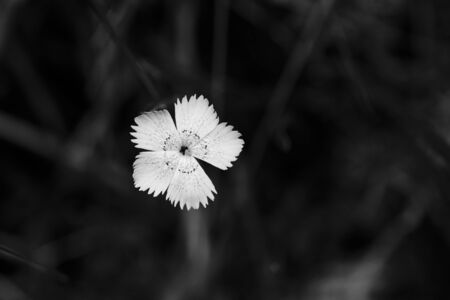 Black and white picture of a small flowerの写真素材