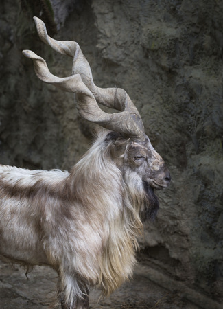 Profile portrait of a markhor with his long hornsの写真素材