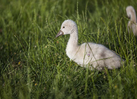 Close-up picture of a cute young swanの写真素材