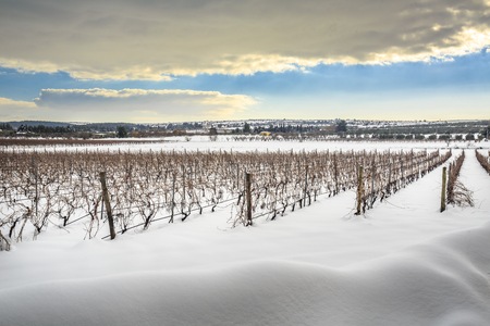 Rare picture of Apuglia landscape with snow. Vineyard in winterの写真素材