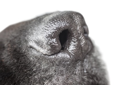 Macro picture with a black dog nose.の写真素材