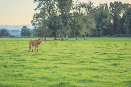 Picture of a cute cow in a grass field.の写真素材