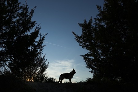 Picture of a wolf dog at dusk.