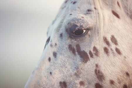 Close-up picture of the eye if a white horse.の写真素材