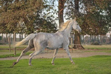 Picture of a gorse in gallop at morning.の写真素材