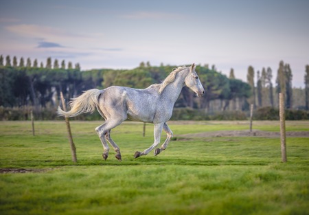 Picture of a gorse in gallop at morning.の写真素材