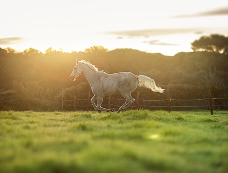 Picture of a gorse in gallop at morning.の写真素材